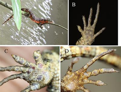 Skin Microbiota Was Altered in Crocodile Lizards (Shinisaurus crocodilurus) With Skin Ulcer